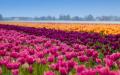 Прогулка по тюльпановым полям Голландии Описание тюльпанового поля